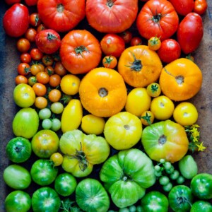 Assorted tomatoes of varying sizes and colors.