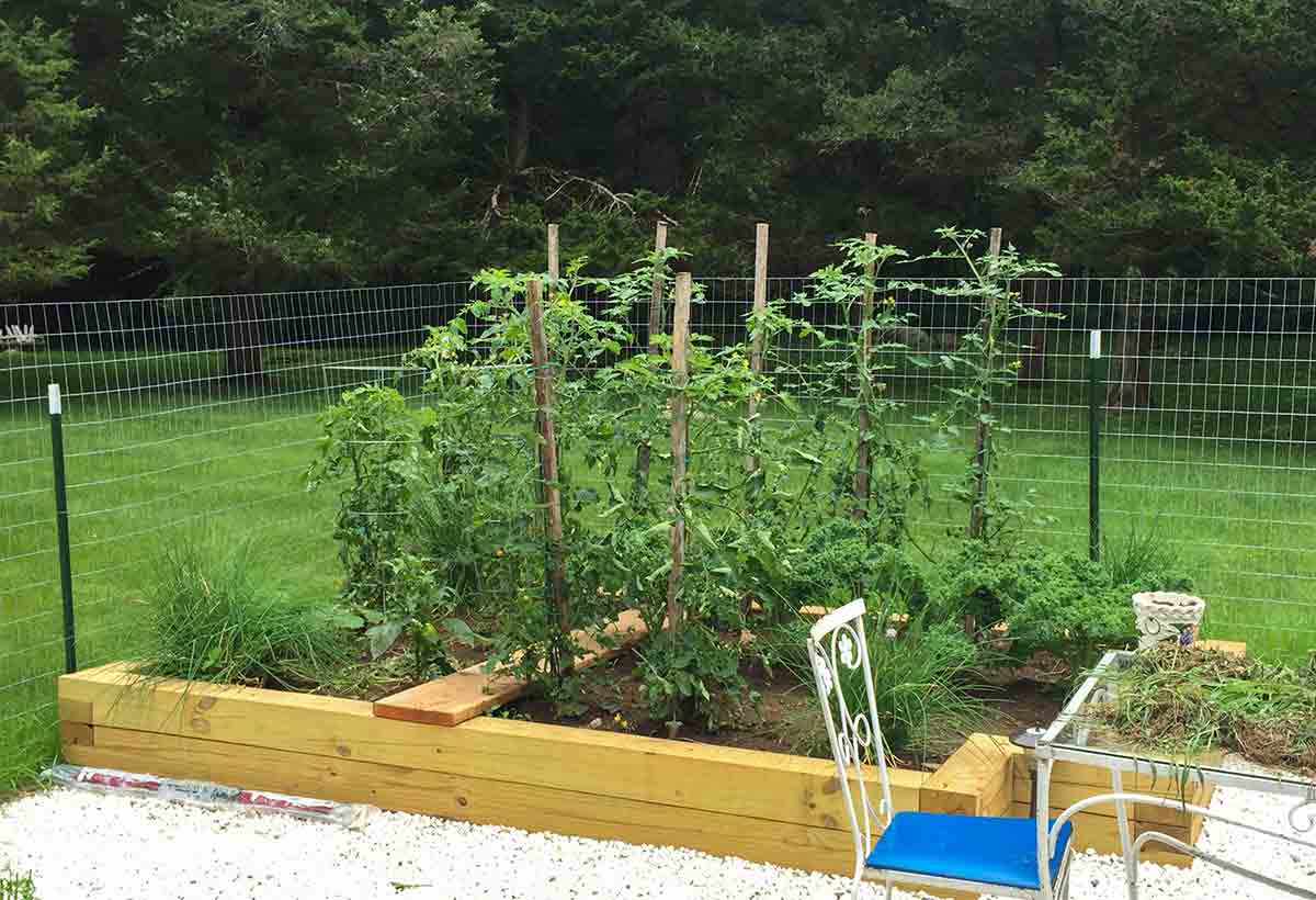 A garden with tomato plants in the garden that almost ate Roxbury.