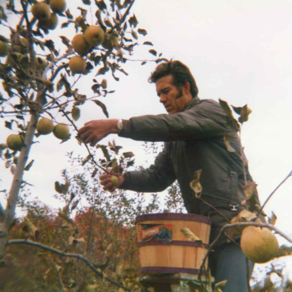 A man on a ladder picking apples.
