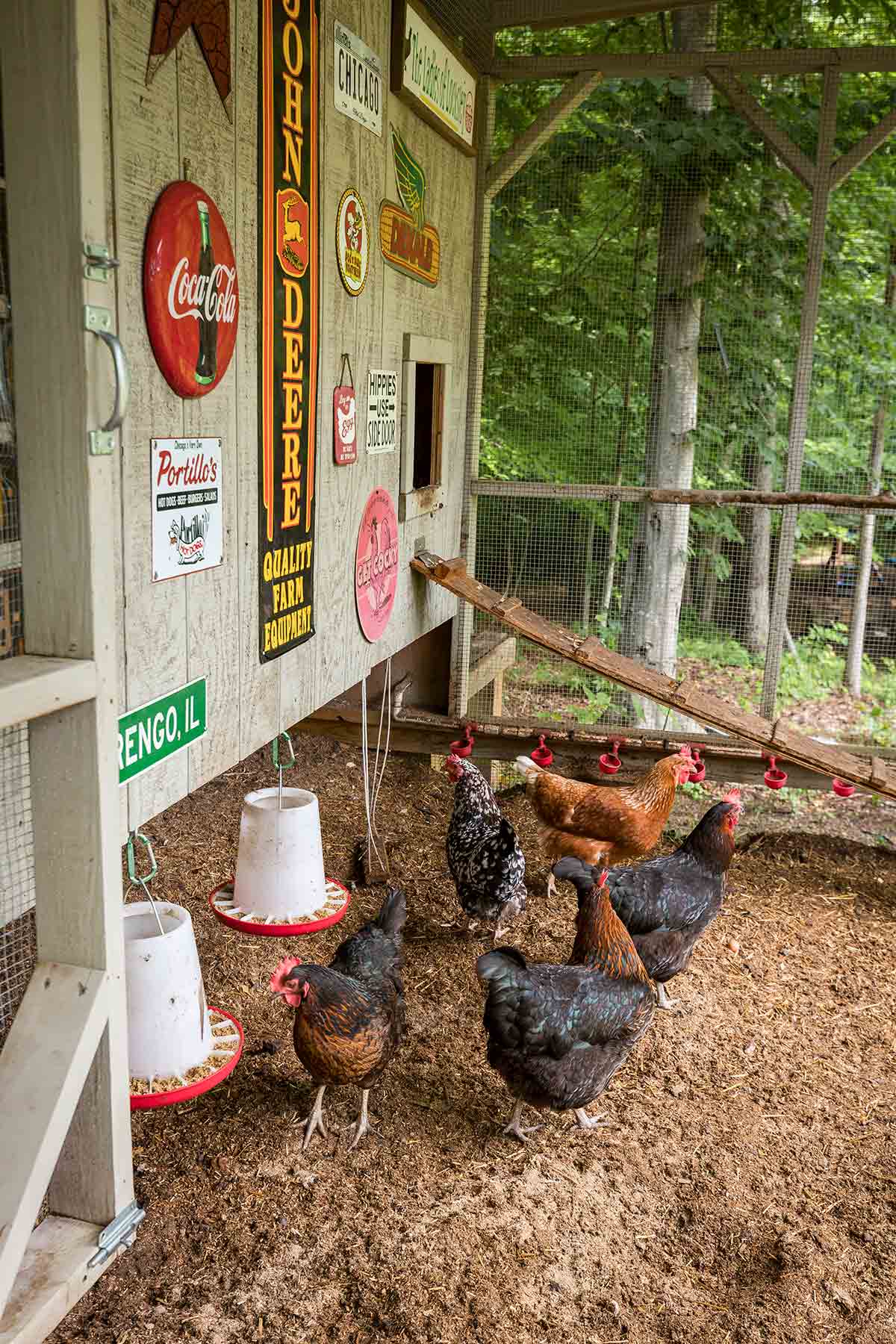 Chickens standing outside a chicken coop