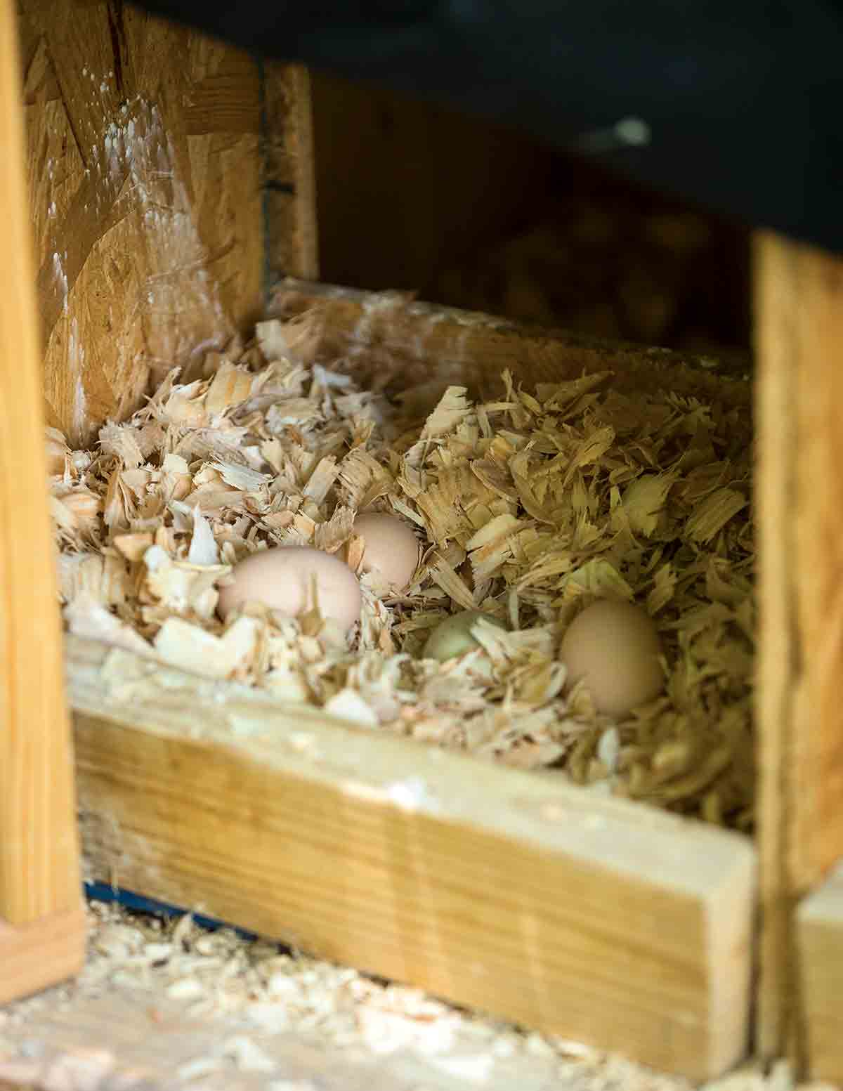 Chicken eggs in wood shavings in a wooden box