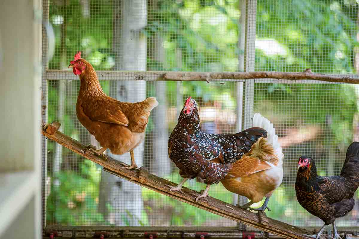 Four chickens on a ladder in a coop