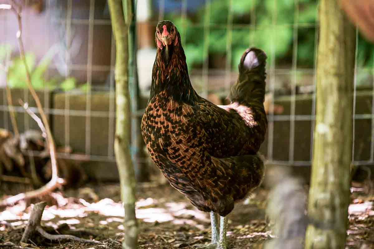 A multicolored chicken standing in a chicken coop