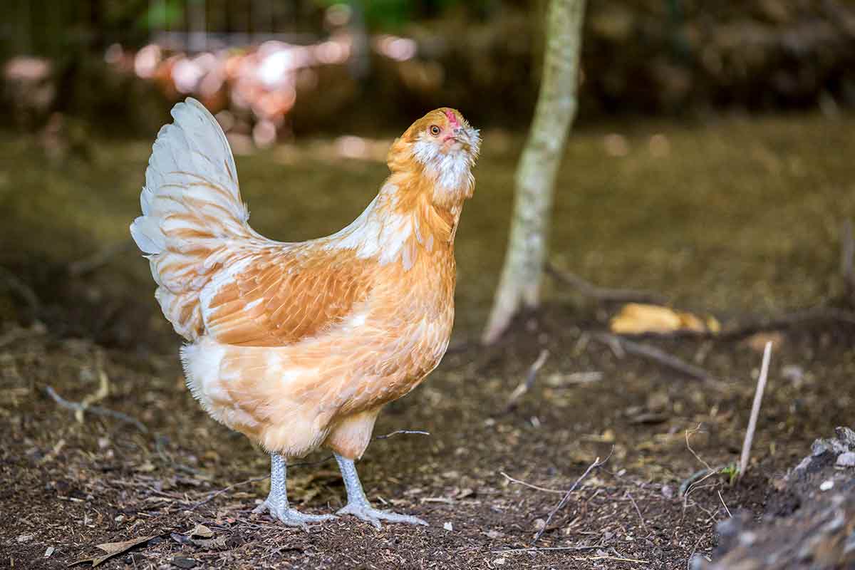 A gold and white chicken