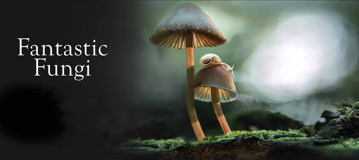 The poster for the Netflix show Fantastic Fungi