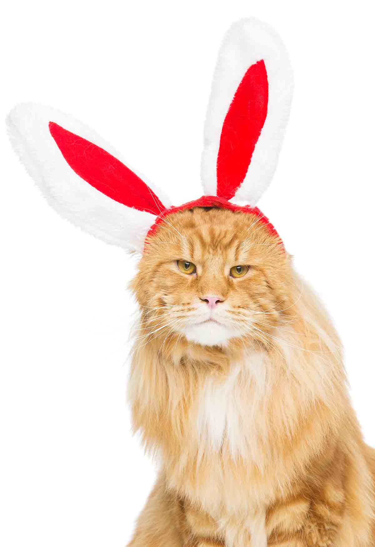 A bored looking cat wearing red buddy ears.