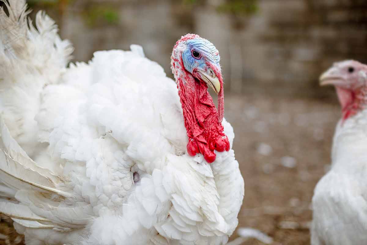 A white turkey with a red neck and snood and a blue head outside.