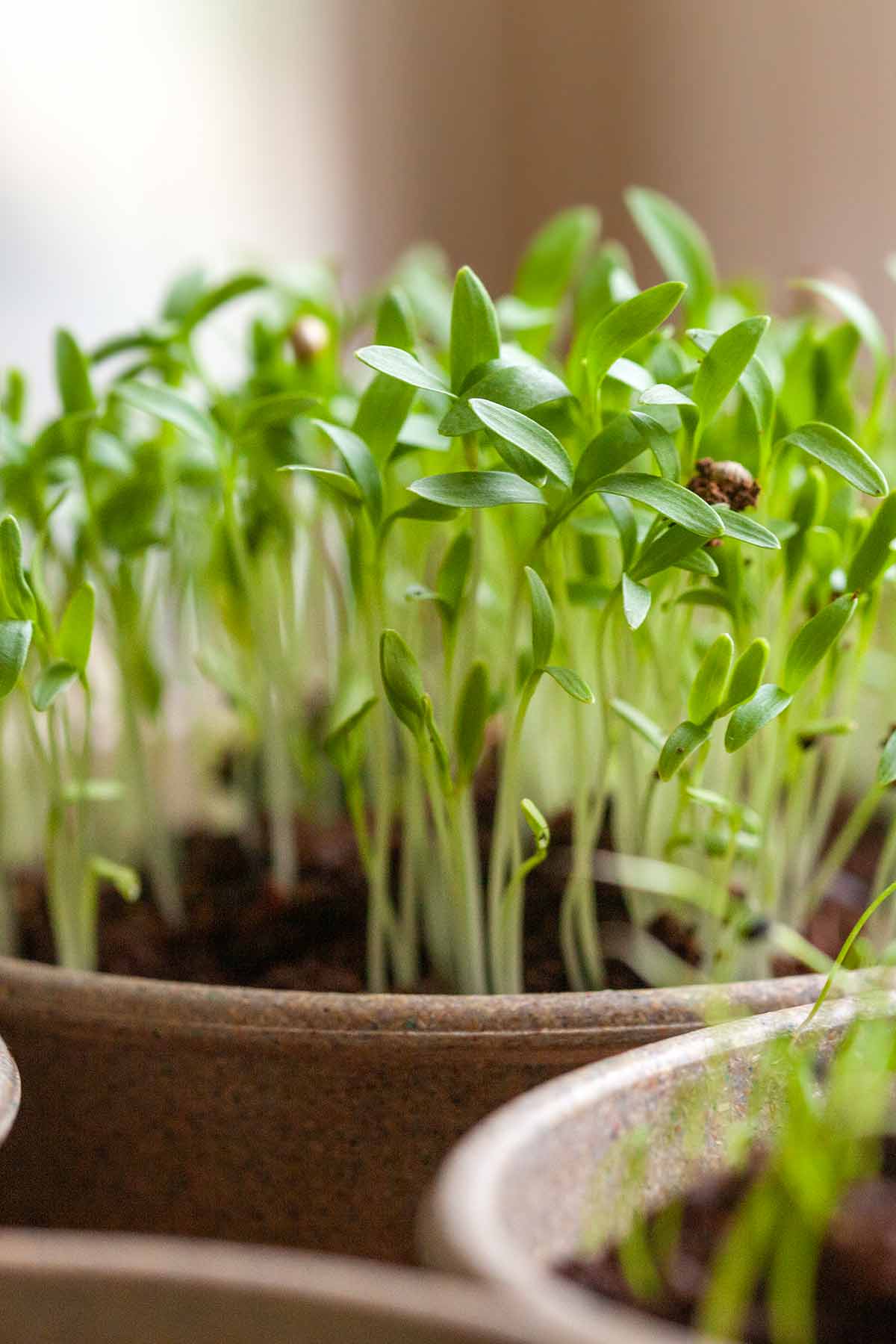 A pot of herb seedlings.