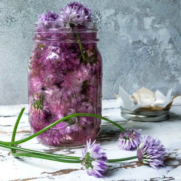 A Ball jar filled with chive blossom vinegar and the blossoms. In front, some blooming chives.