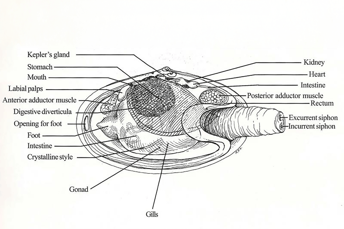 Detailed anatomy diagram of a soft-shell clam showing labeled parts including the siphon, foot, gills, and stomach.