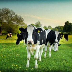 A herd of black and white Holstein-Friesian cows in a green field with a blue sky.
