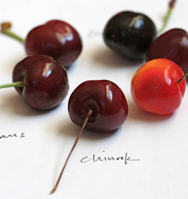 6 varities of fresh cherries in a circle with the description of their type written in black underneath them.
