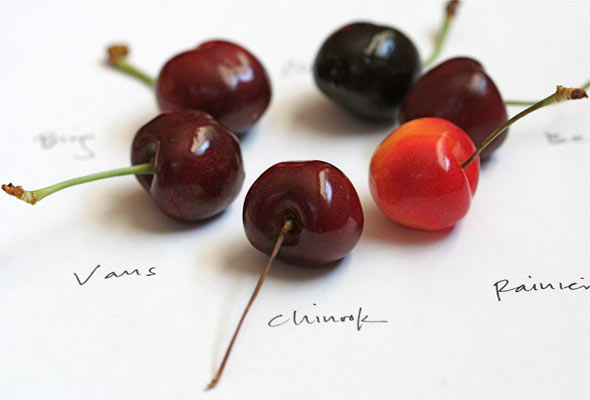 6 varities of fresh cherries in a circle with the description of their type written in black underneath them.
