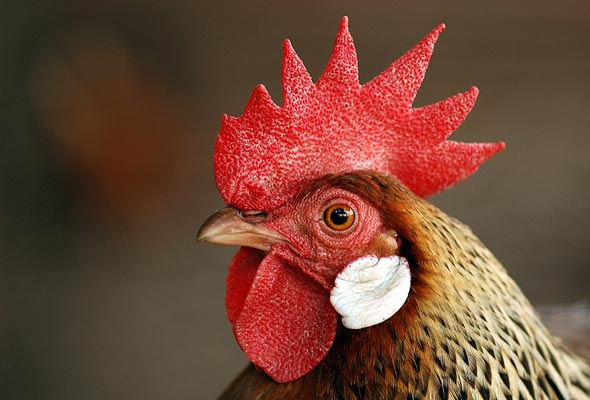 An upclose shot of a chicken head.