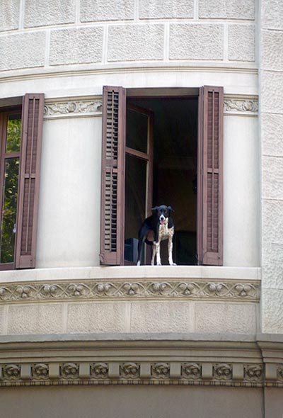 dog-window
