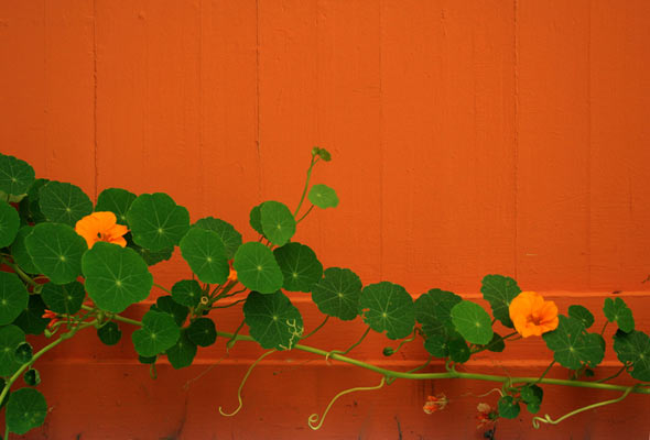 Edible Nasturtiums draped along an orange painted wall.
