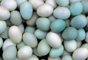 A bunch of blue- and white-hued eggs.